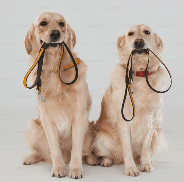 Dog training hero