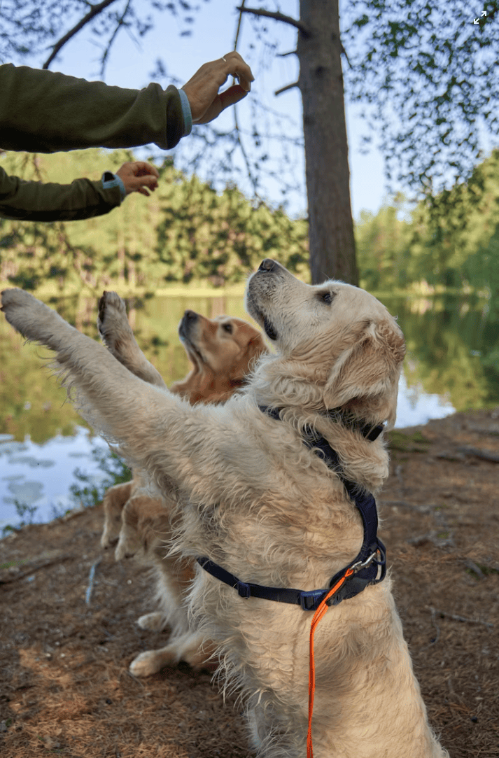 Obedience & Behaviour Basics