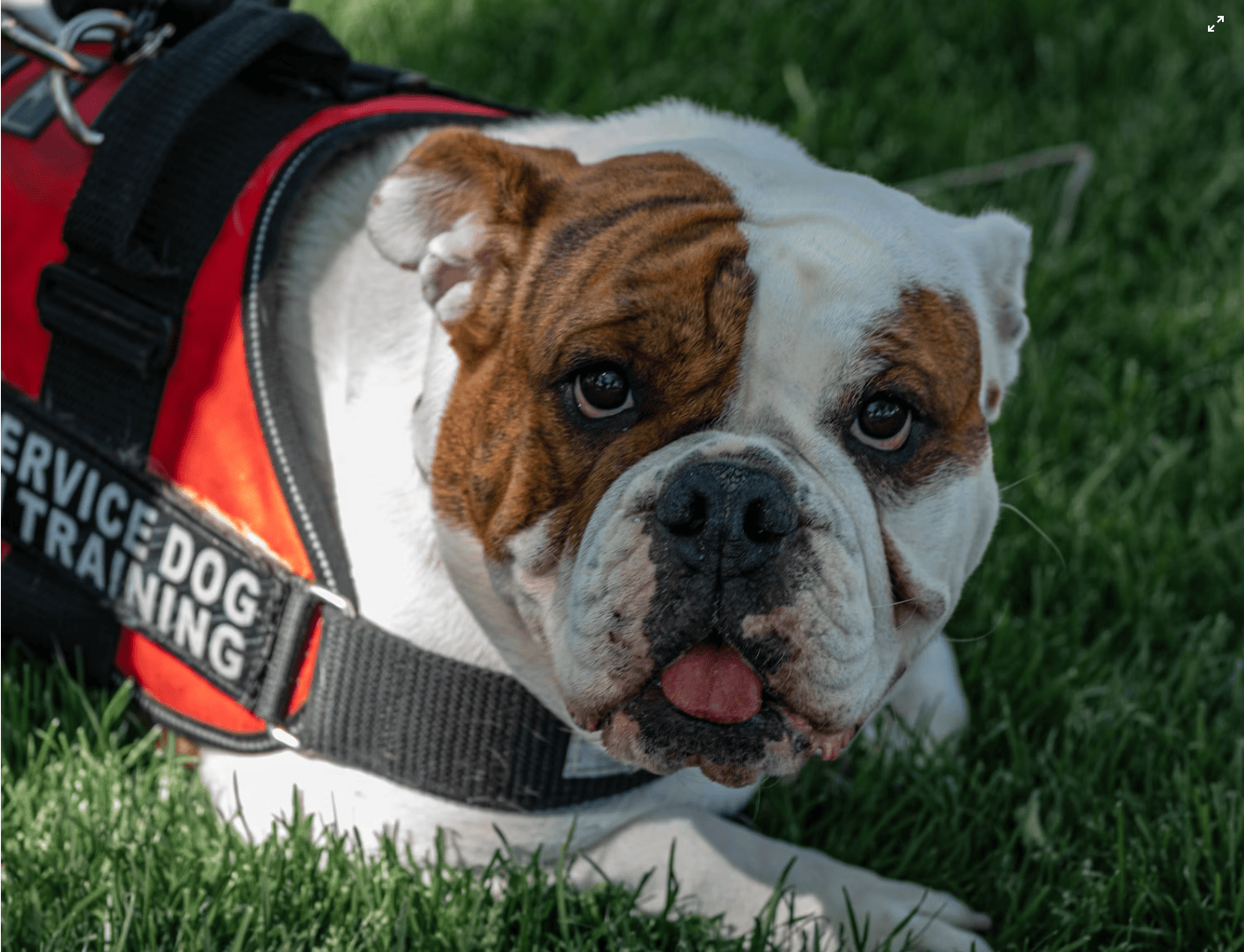 Service Dog Programs